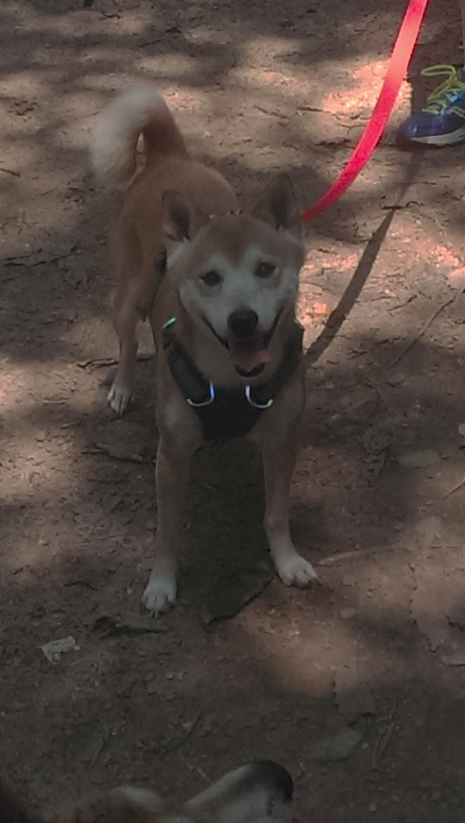 意甲新老交替，年轻球员发挥亮眼，意甲年轻门将